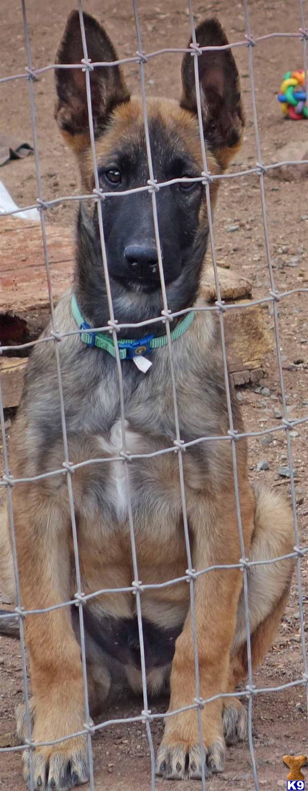 Belgian Malinois